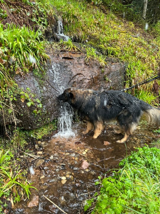 Gartenanlage Hotel Langenwaldsee