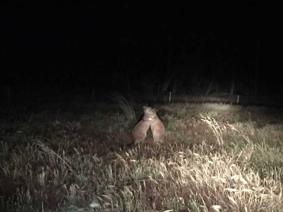 Kangaroos in der Nacht  Stranraer Homestead Bed & Breakfast