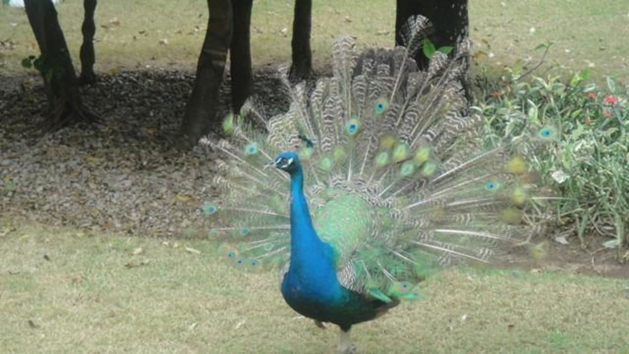 Pfau am Strandzugang TRS Turquesa Hotel - Adults only