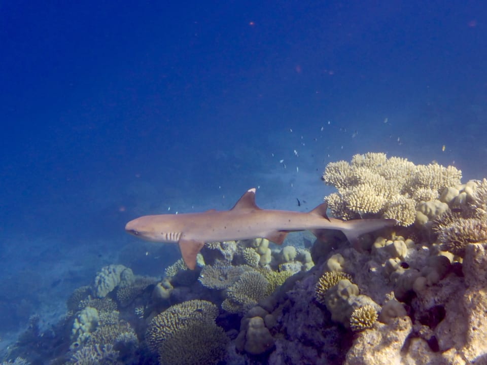 Sport & Freizeit NH Collection Maldives Havodda Resort