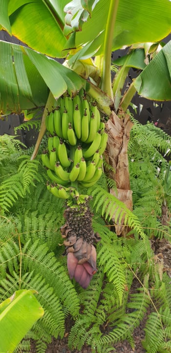 Gartenanlage Lopesan Baobab Resort