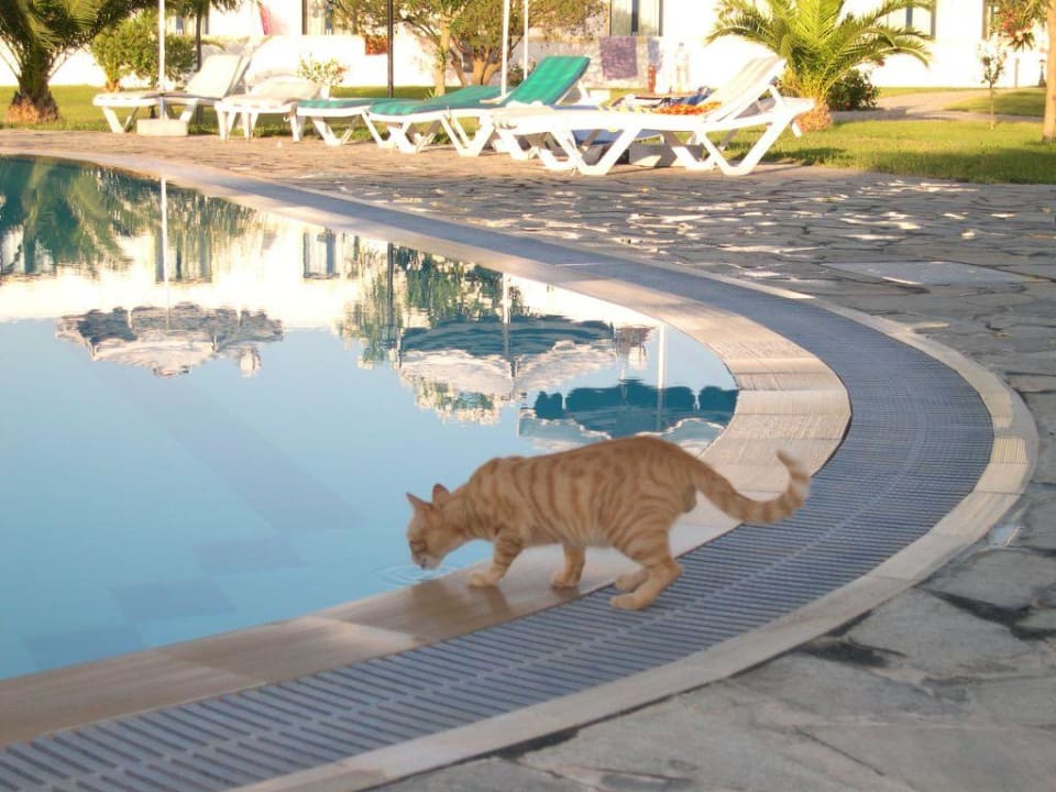 Ein durstiger kleiner Kater. Hotel Esperia