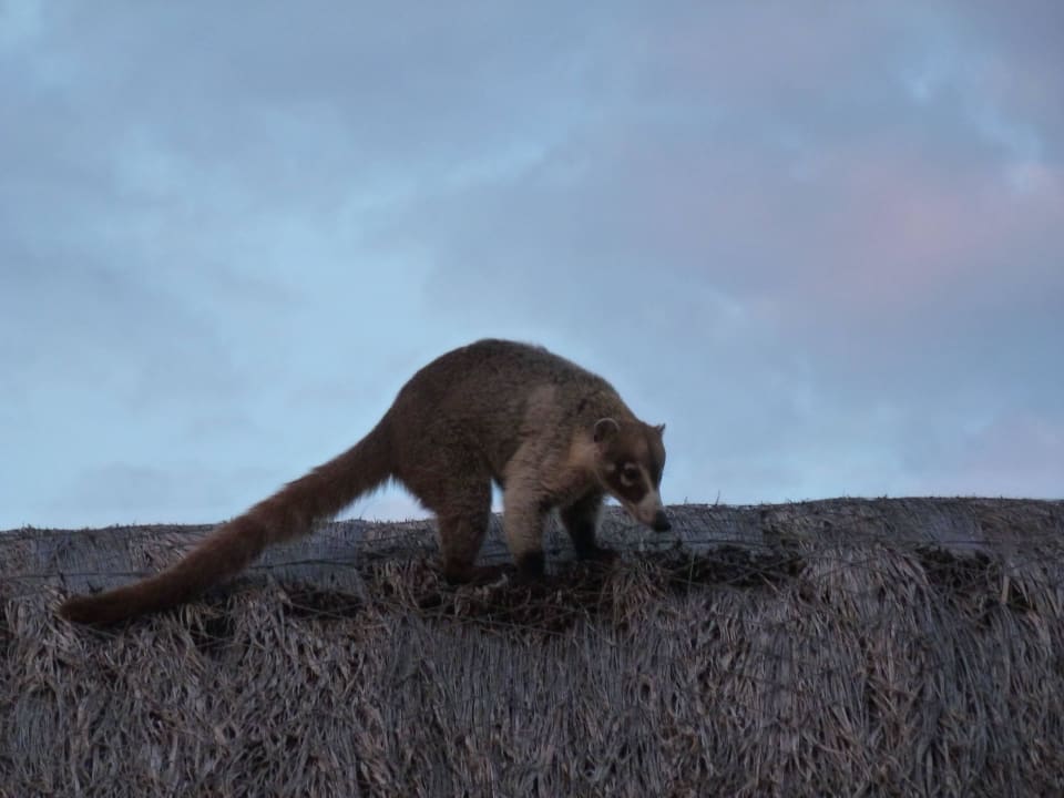 Ein Besucher am Abend Akumal Bay Beach & Wellness Resort