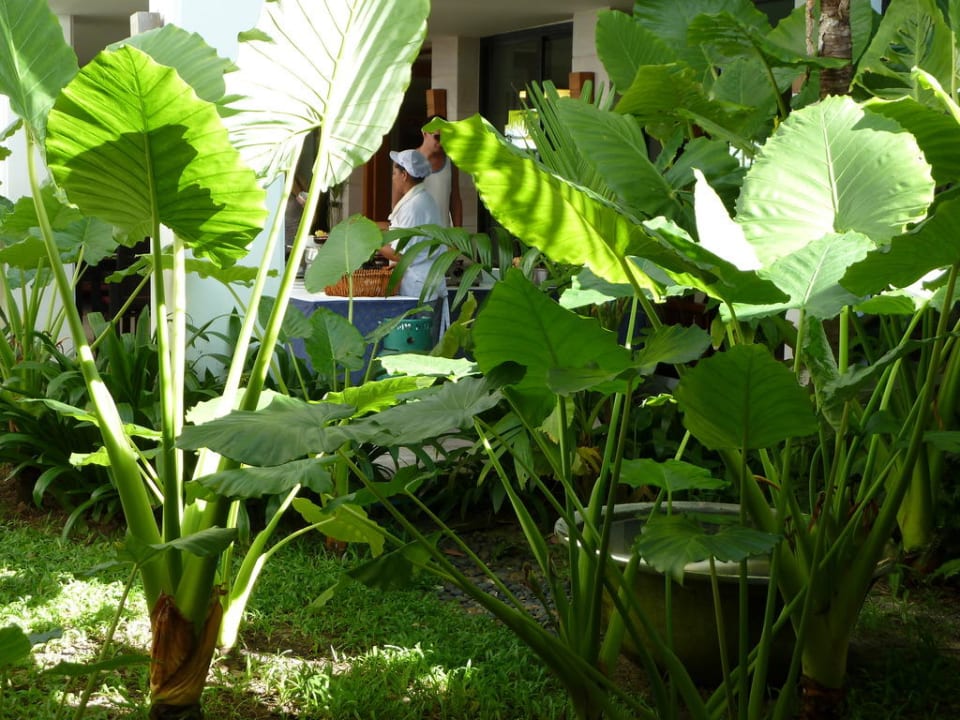 Tropische Gewächse Hotel Naithonburi Beach Resort