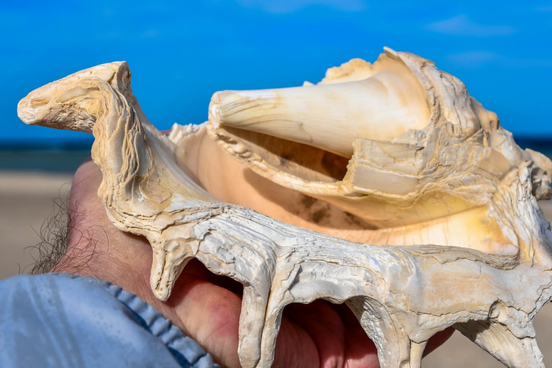 Sonstiges Three Corners Equinox Beach Resort