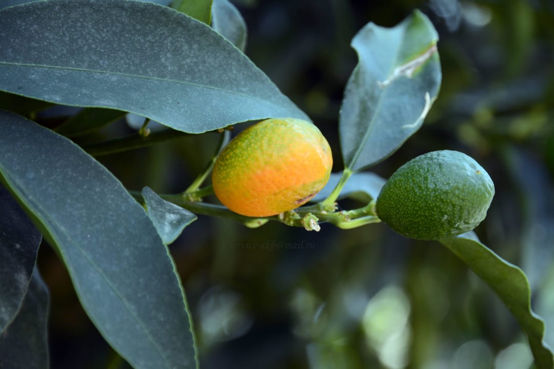 Titanic Deluxe Belek Titanic Deluxe Golf Belek