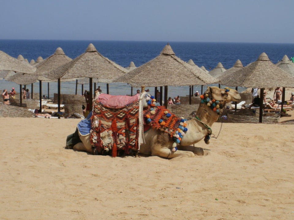 Kamel am Strand Serenity Alpha Beach