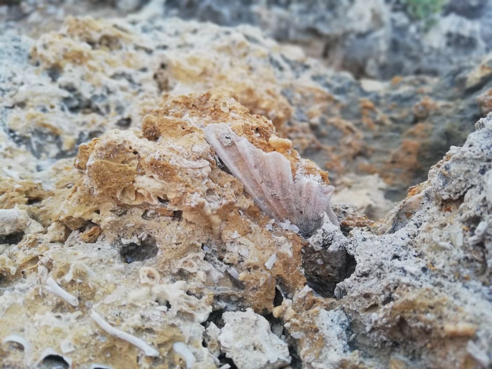 Sonstiges Hotel Kalithea Horizon Royal