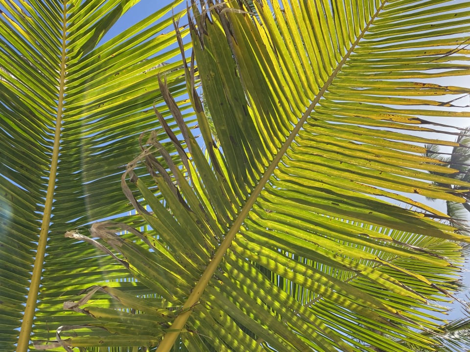 Gartenanlage Hotel Riu Palace Punta Cana