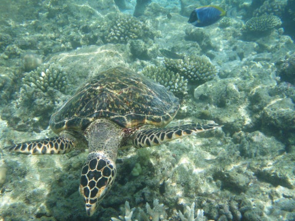 Schildkröte Eri Maldives