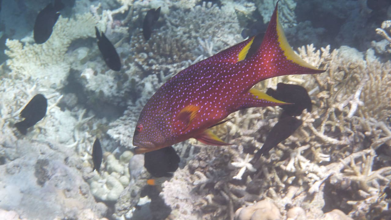 Fisch Embudu Village