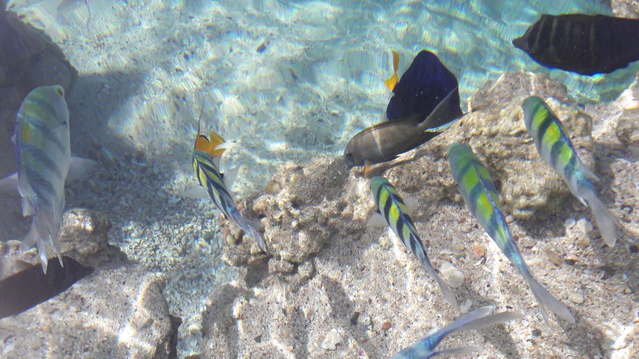 Strand Marina Resort Port Ghalib, a member of Radisson Individuals