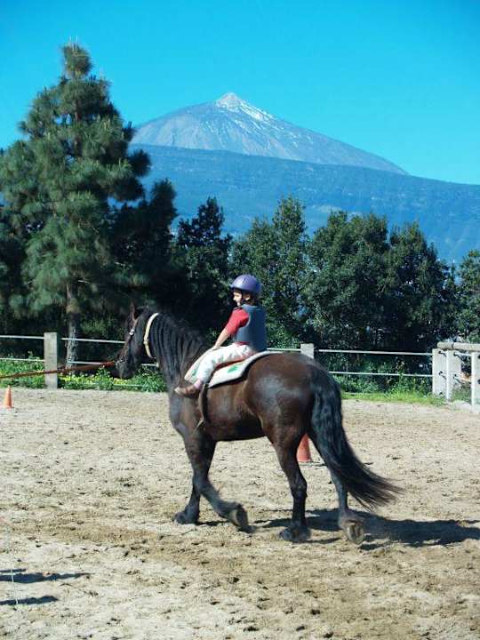 Friesenhengst Brandus Finca Alibaba Vivecanarias