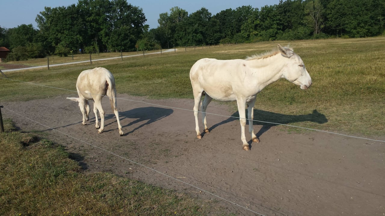 Weisse Esel Hotel VILA VITA Pannonia