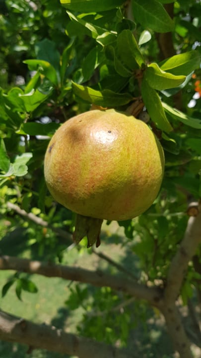 Garten Saphir Resort & Spa