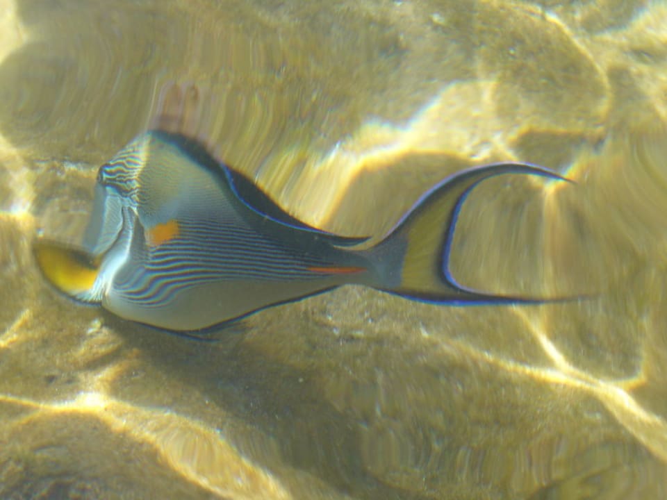 Arabian surgeonfish - Pokolec arabski Amphoras Blu