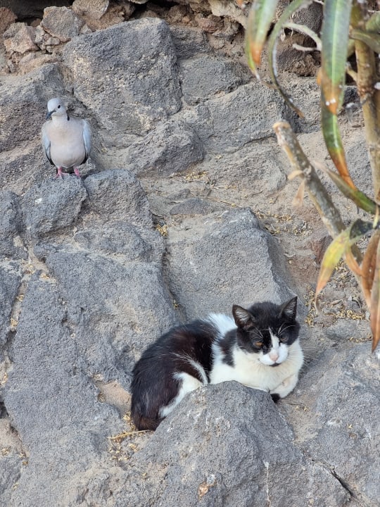 Sonstiges Hotel Riu Palace Jandia