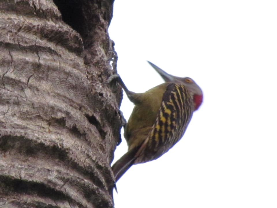 Specht Wyndham Alltra Samana