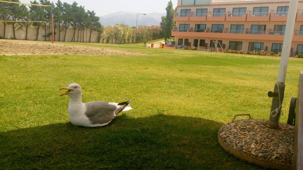 Kiani Beach Resort Kiani Beach Resort Family All Inclusive