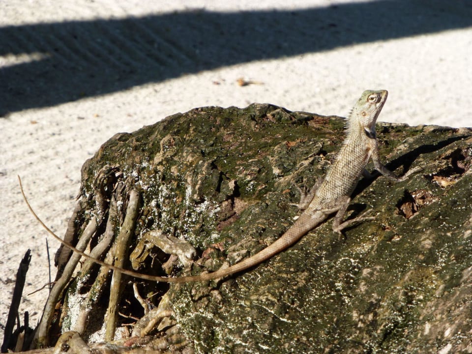 Von der Bungiterrasse aus zu beobachten LUX South Ari Atoll