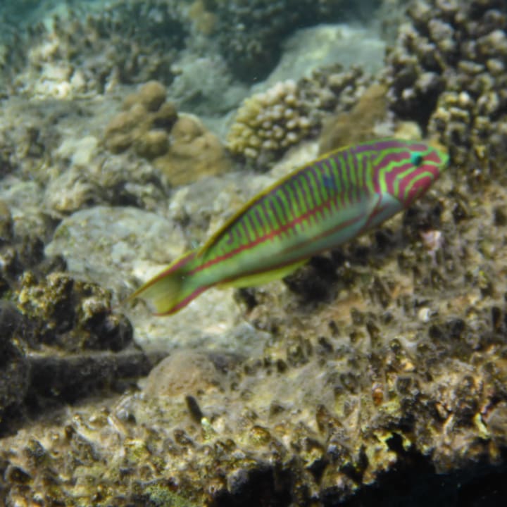 Sport & Freizeit Malikia Resort Abu Dabbab