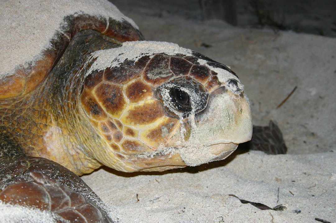 Meeresschildkröte Grand Palladium Select White Sand Resort & Spa