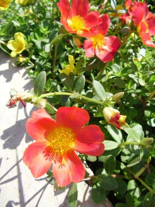 15 Brayka Bay Resort