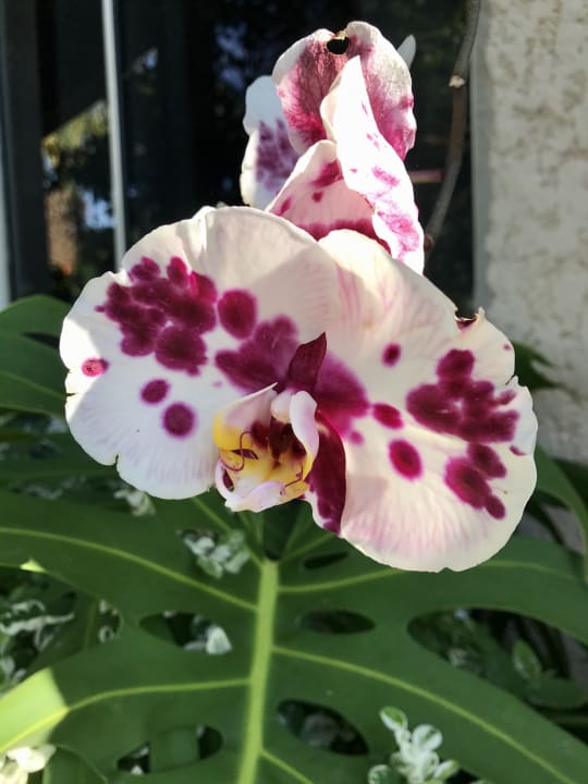 Gartenanlage La maison de Louise