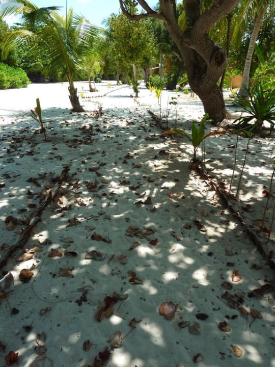 Barfussinsel? Bei dem Laub lieber mit Schuhen Kuredu Island Resort & Spa