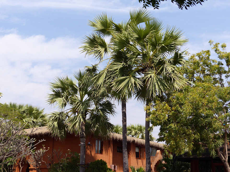 Trop. anmutende Gartenanlage Myanmar Treasure Resort - Bagan