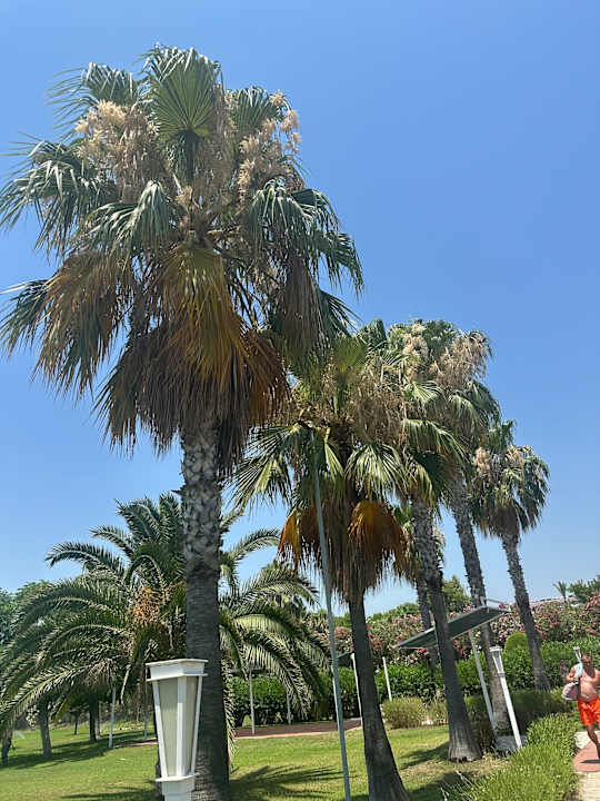 Gartenanlage Sunis Elita Beach Resort & Spa