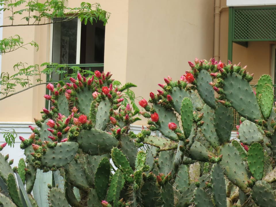 Blühender Kaktus Crystal Paraiso Aqua Collection