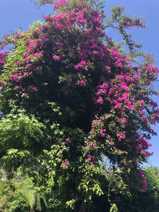 Gartenanlage Aleria Belport Beach Hotel