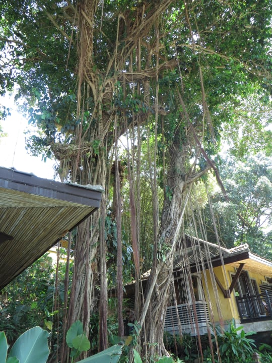 Bungalow Moracea by Khao Lak Resort