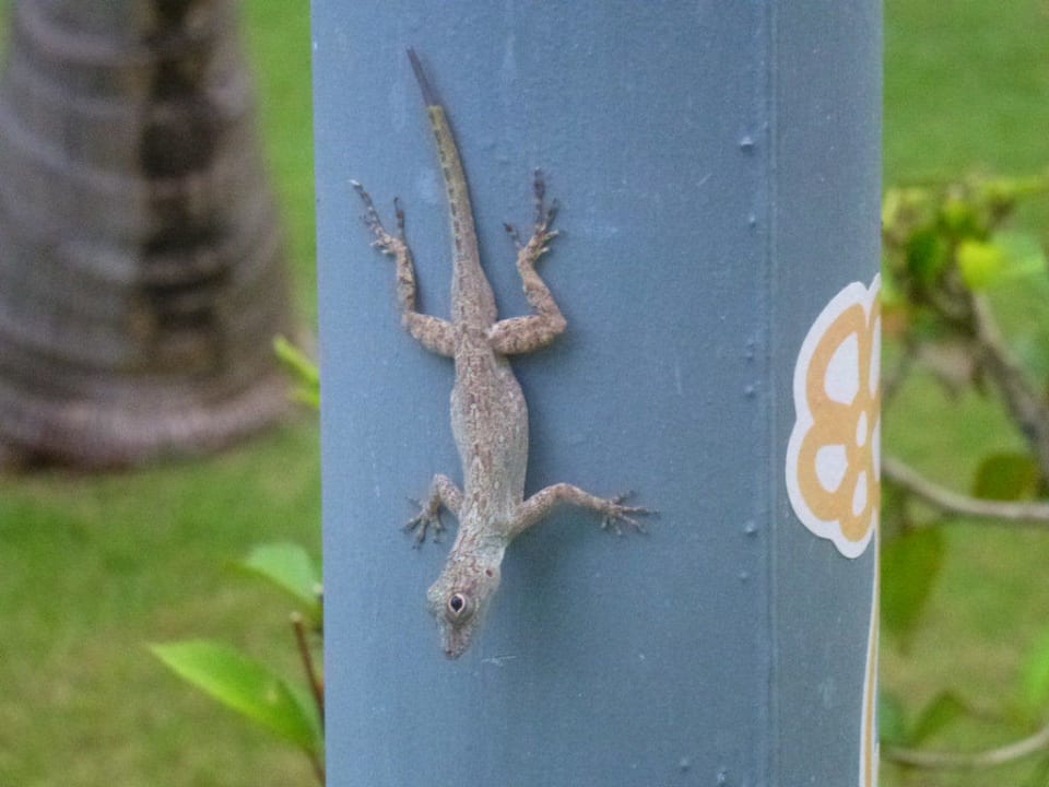 Gecko TRS Turquesa Hotel - Adults only