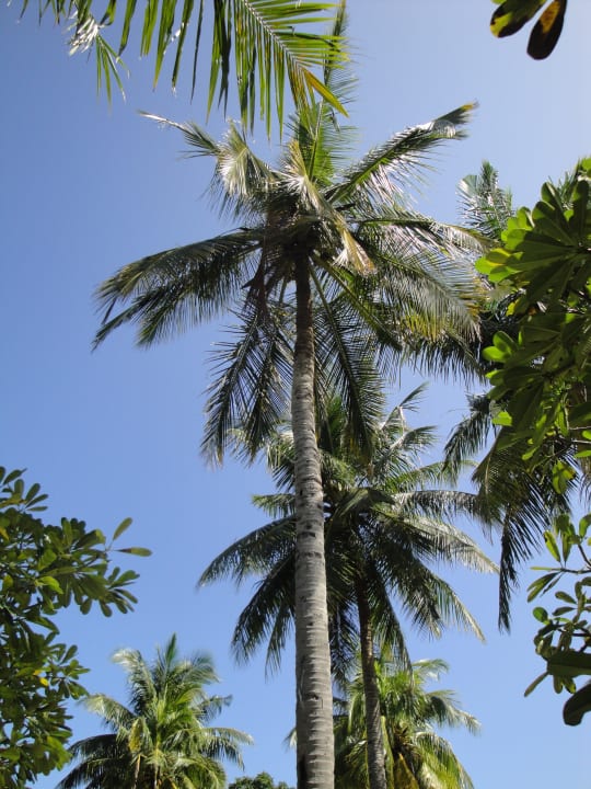 Herrliche Palmen Adaaran Select Hudhuran Fushi - Premium All Inclusive