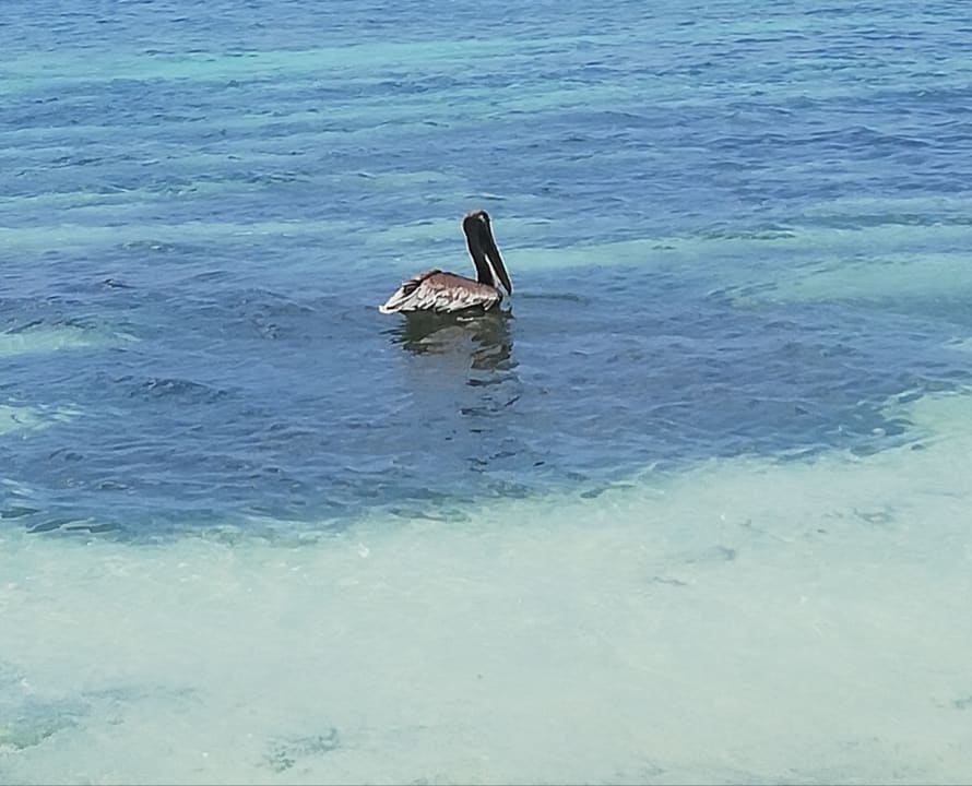 Strand Lopesan Costa Bávaro Resort, Spa & Casino