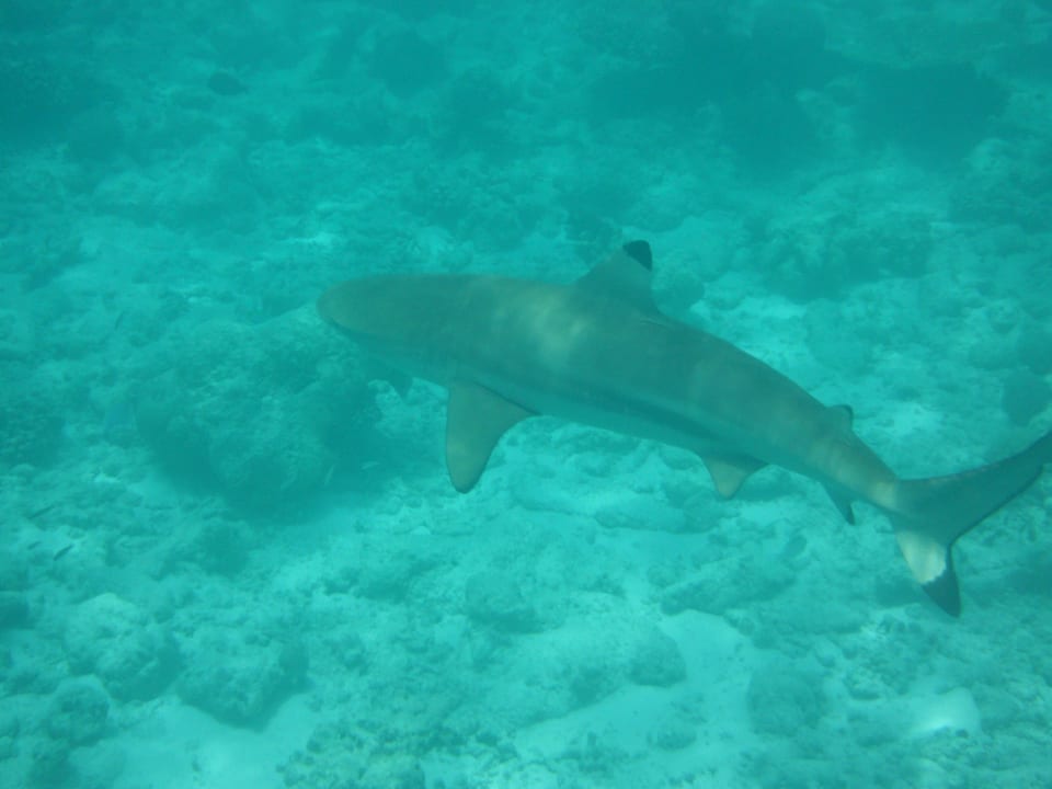 Ständige Begleiter Kuramathi Maldives