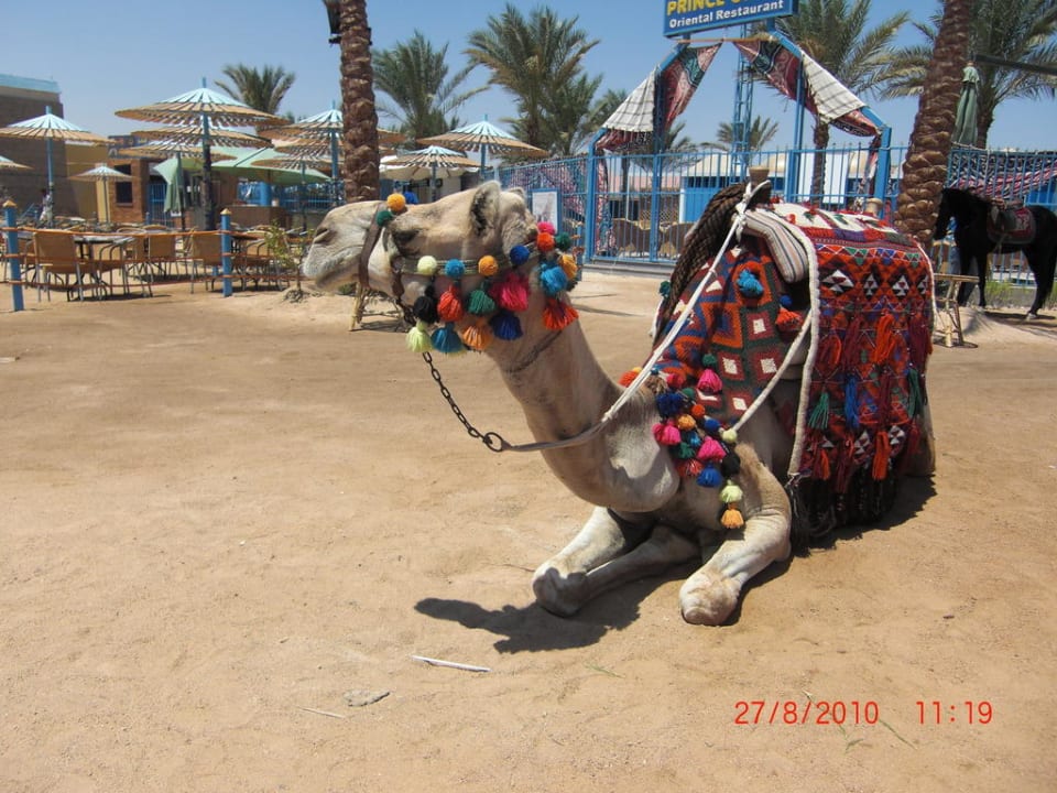 Kamel am Strand Mirage Bay Resort & Aqua Park