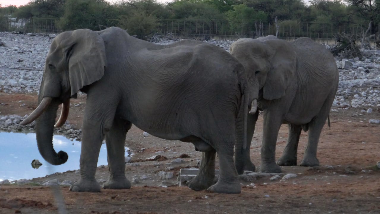 Ausblick Okaukuejo Camp