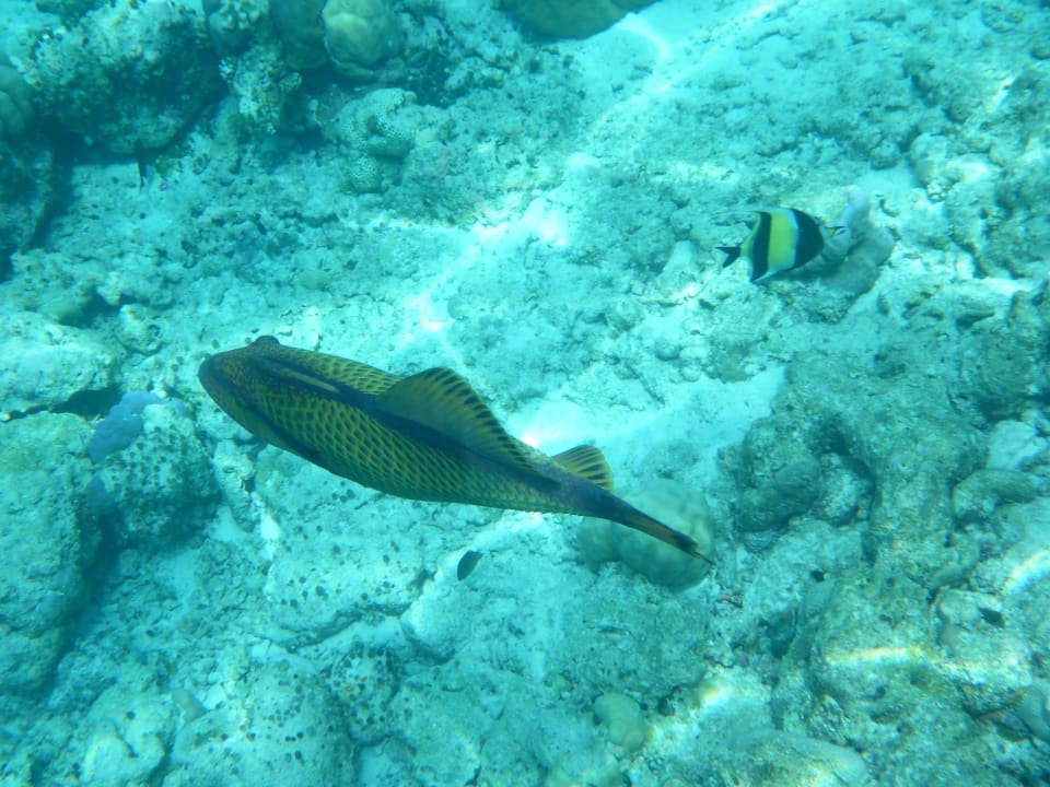Beim Schnorcheln Filitheyo Island Resort