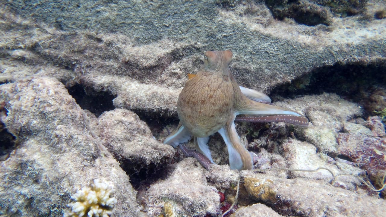 Oktopus Ellaidhoo Maldives by Cinnamon