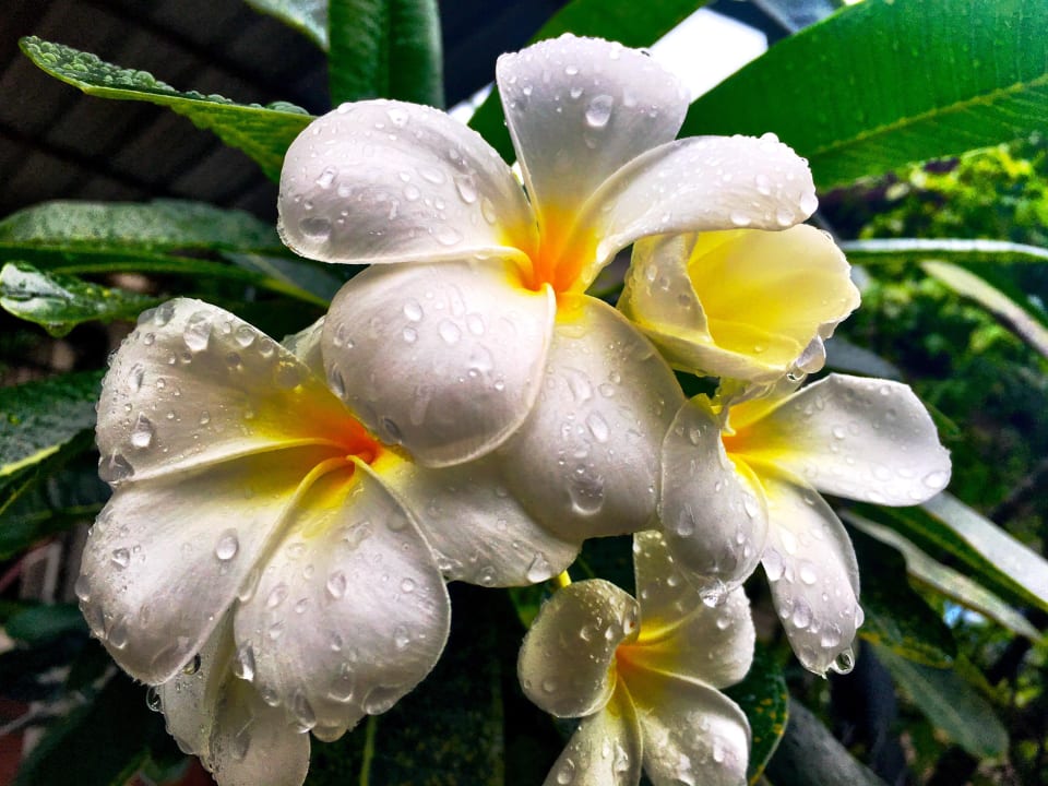 Vegetation Hotel Thongtapan Resort