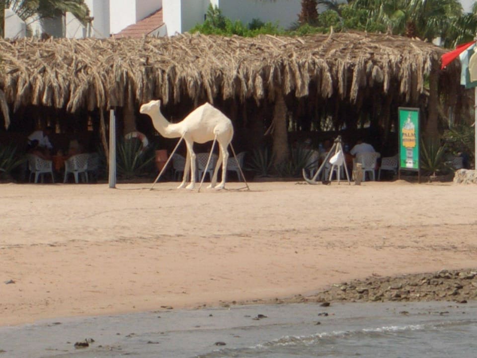 Blick zum Fischresturant Menaville Safaga