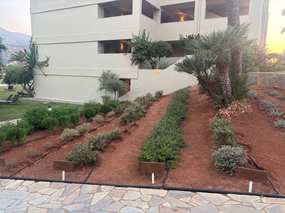 Gartenanlage allsun Hotel Malia Beach