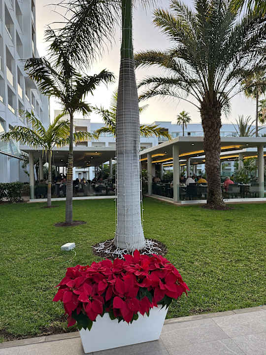 Gartenanlage Hotel Riu Gran Canaria