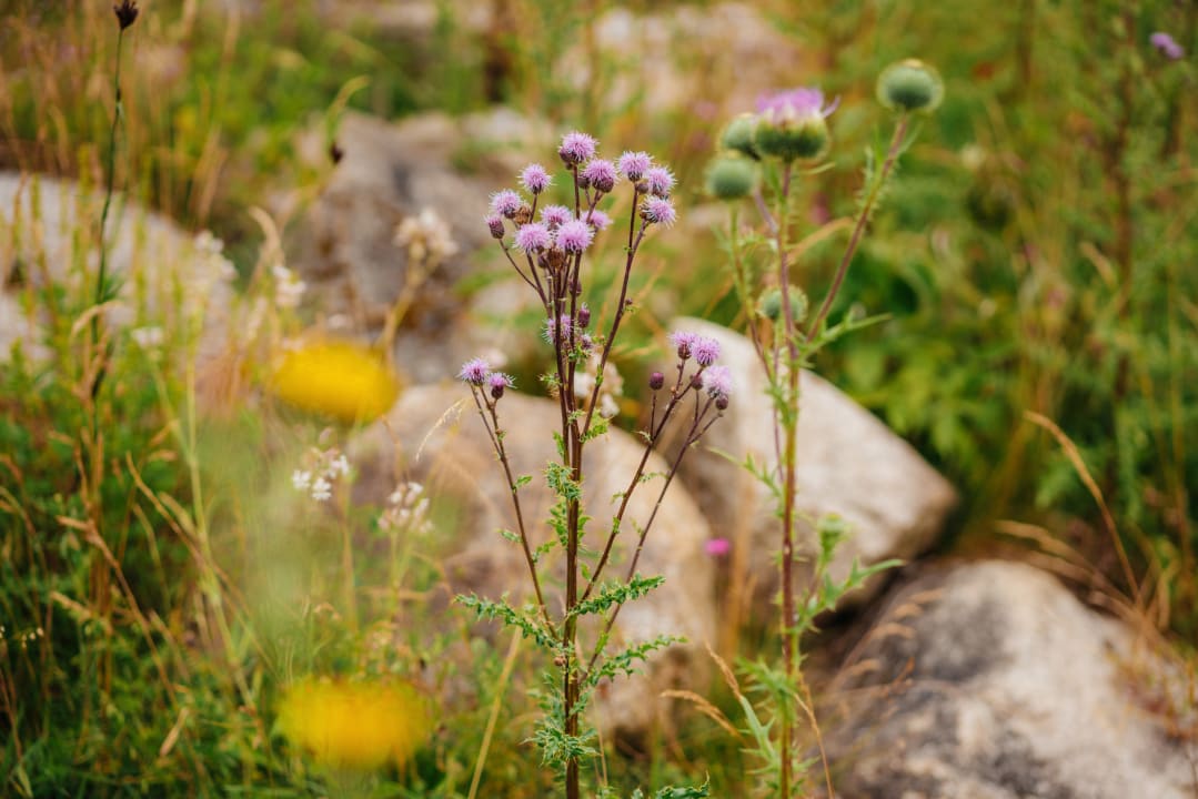 Gartenanlage Das SCHIERKE Harzresort am Brocken