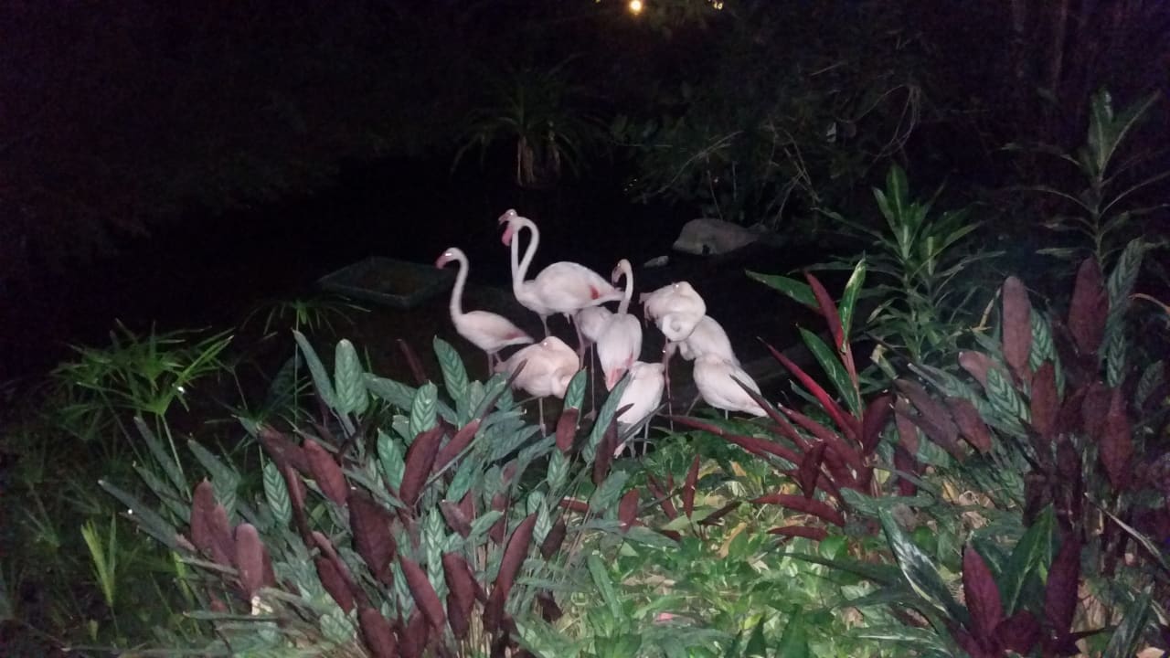 Gartenanlage Tropical Islands Resort