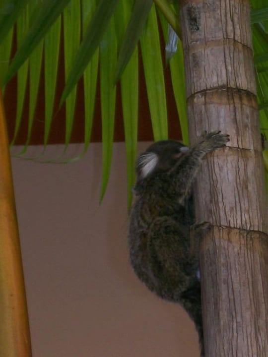 Kleine Freunde Iberostar Waves Bahia