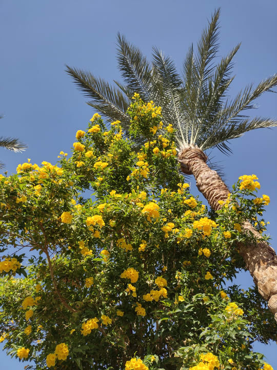 Gartenanlage Stella Garden Resort & Spa, Makadi Bay